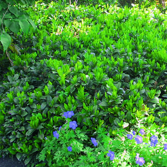 Kirschlorbeer - Prunus laurocerasus 'Piri' - wei