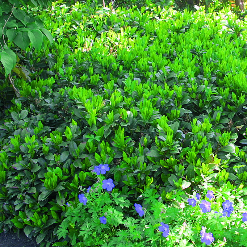 Kirschlorbeer - Prunus laurocerasus 'Piri' - wei