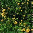 Chaenomeles japonica: Bild 3/5