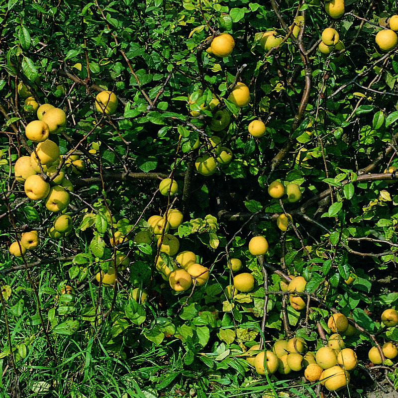 Zierquitte Chaenomeles Japonica Rot