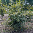 Fagus sylvatica 'Tortuosa': Bild 4/4