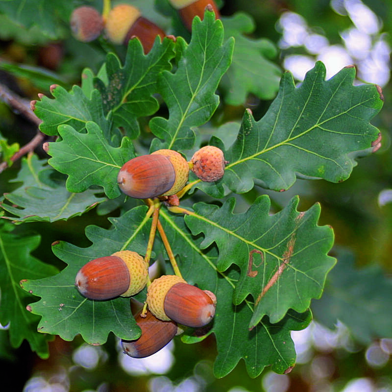 Stieleiche Quercus robur