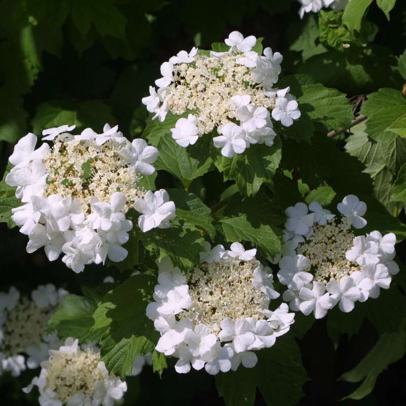 Gemeiner Schneeball Viburnum opulus weiß