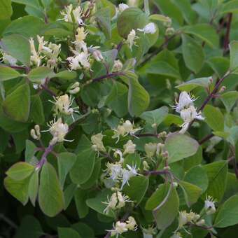 Zwerg-Heckenkirsche - Lonicera xylosteum 'Compacta' - wei