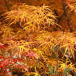 Acer palmatum 'Scolopendriifolium': Bild 8/11