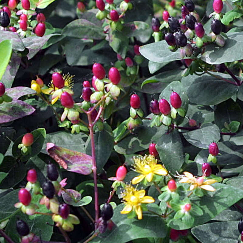 liguster oder lorbeer Hidcote hypericum