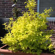 Philadelphus coronarius 'Aureus': Bild 4/7