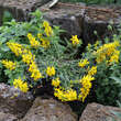 Genista tinctoria 'Humifusa': Bild 3/3
