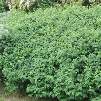 Zwerg-Heckenkirsche - Lonicera xylosteum 'Compacta' - wei