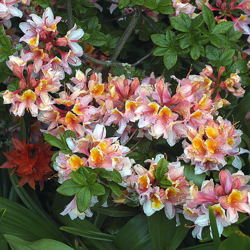 Hohe Gartenazalee Azalea Großblumig rosa rosa