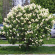 Syringa vulgaris 'Mme. Florent Stepman': Bild 5/5