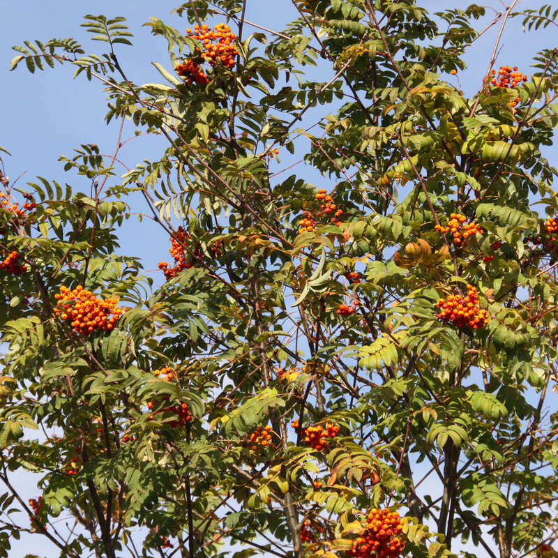 Gemeine Eberesche, Vogelbeere Sorbus aucuparia weiß