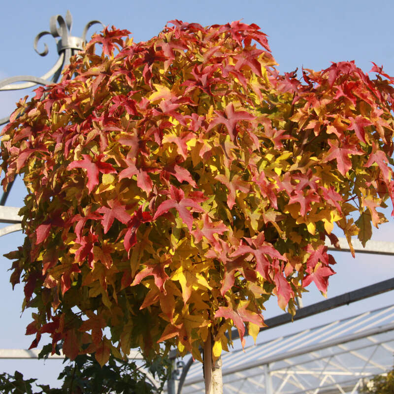 Kugel-Amberbaum - Liquidambar styraciflua 'Gum Ball'