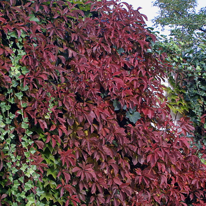 Wilder Wein Parthenocissus quinquefolia
