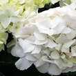 Hydrangea macrophylla 'Soeur Therese': Bild 2/3