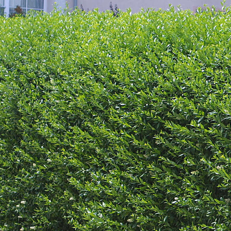 Heimischer Liguster - Ligustrum vulgare - wei