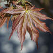 Acer palmatum 'Mirte': Bild 2/5