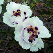 Paeonia rockii: Bild 9/11