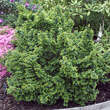 Ulmus minor 'Jacqueline Hillier': Bild 6/6