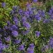 Caryopteris clandonensis 'Blauer Spatz': Bild 5/5