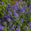 Caryopteris clandonensis 'Blauer Spatz': Bild 5/5