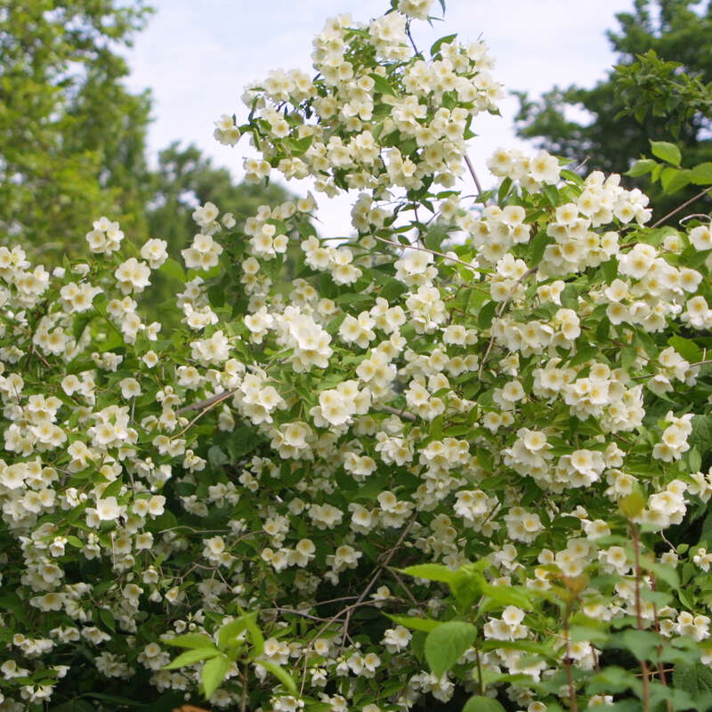 Pfeifenstrauch, Falscher Jasmin Philadelphus coronarius weiß