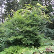 Acer palmatum 'Oridono-nishiki': Bild 6/6