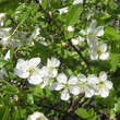 Prunus eminens 'Schönbrunn': Bild 2/6