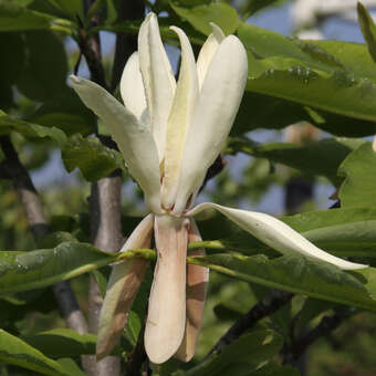 Schirmmagnolie - Magnolia tripetala