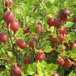 Ribes uva-crispa 'Hinnonmäki Rot': Bild 4/4