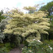 Cornus controversa 'Variegata': Bild 2/5