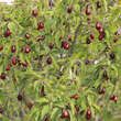 Cornus mas 'Jolico': Bild 8/10