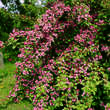 Weigela florida: Bild 4/4