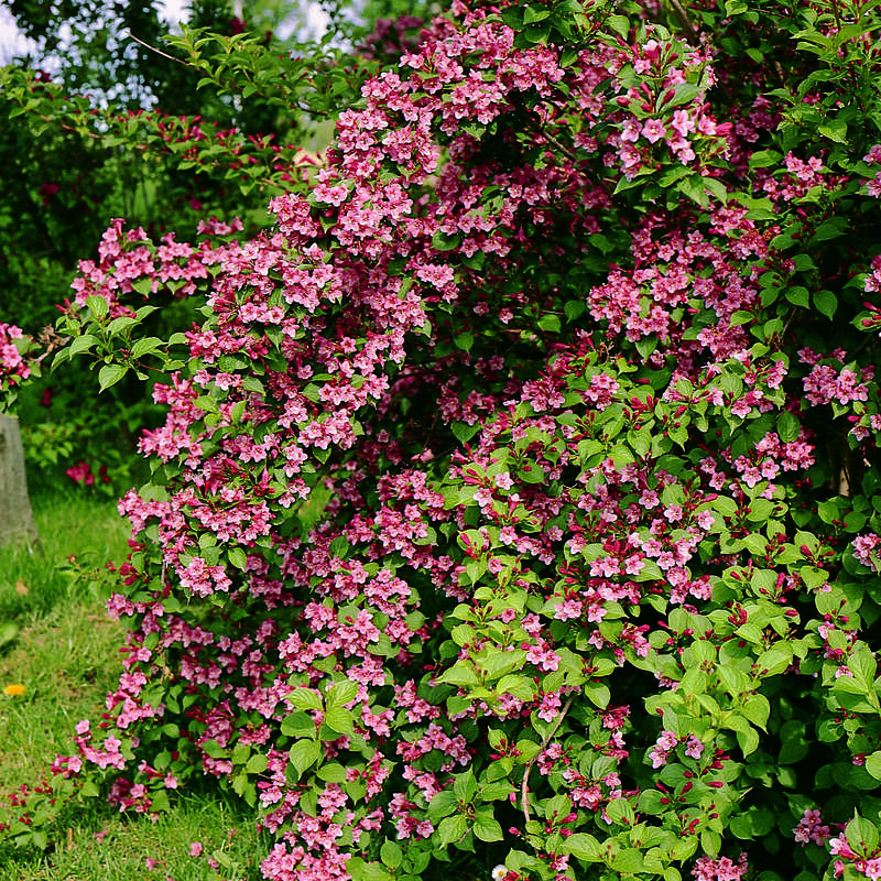 Weigelie rosa Weigela florida rosa