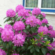 Rhododendron 'Catawb. Grandiflorum': Bild 5/5