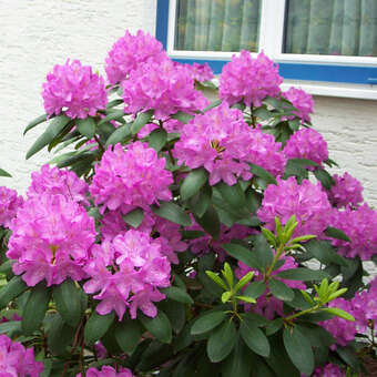 Rhododendron - Rhododendron 'Catawbiense Grandiflorum' - lila