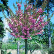 Prunus serrulata 'Kanzan': Bild 3/6