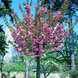 Prunus serrulata 'Kanzan': Bild 3/6