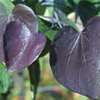 Cercis canadensis 'Forest Pansy': Bild 5/7