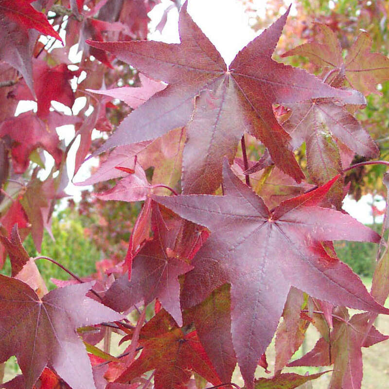 Amberbaum Liquidambar styraciflua