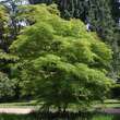 Acer palmatum 'Scolopendriifolium': Bild 11/11