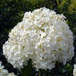 Hydrangea arborescens 'Annabelle': Bild 2/8