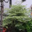 Cornus controversa 'Variegata': Bild 5/5