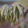 Acer palmatum 'Osakazuki': Bild 3/8
