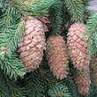 Picea abies 'Acrocona': Bild 3/4