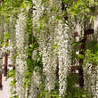 Wisteria floribunda 'Shiro-noda' ('Longissima Alba'): Bild 4/8