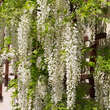 Wisteria floribunda 'Shiro-noda': Bild 4/8