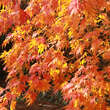 Acer palmatum 'Omuryama': Bild 3/5