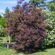 Cotinus coggygria 'Royal Purple': Bild 5/7