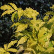 Sambucus racemosa 'Sutherland Gold': Bild 3/4